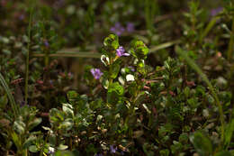 Image of Lythrum rotundifolium Hochst. ex A. Rich.