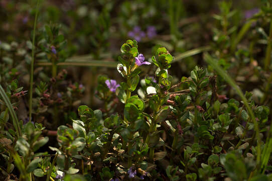 Imagem de Lythrum rotundifolium Hochst. ex A. Rich.