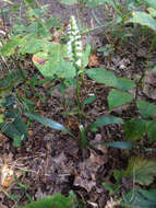 Image of October lady's tresses