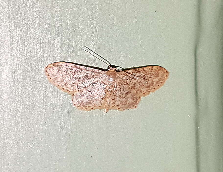 Image of Idaea libycata Bartel 1906