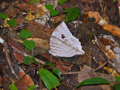 Image of Zeuxidia aurelius