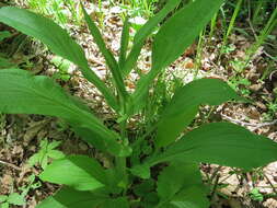 Image of Bupleurum longiradiatum Turcz.