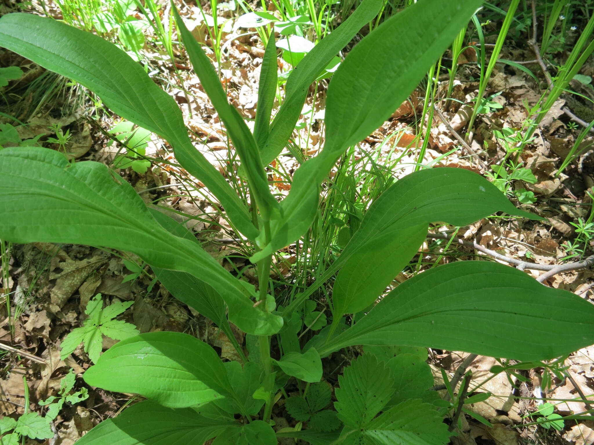 Image of Bupleurum longiradiatum Turcz.