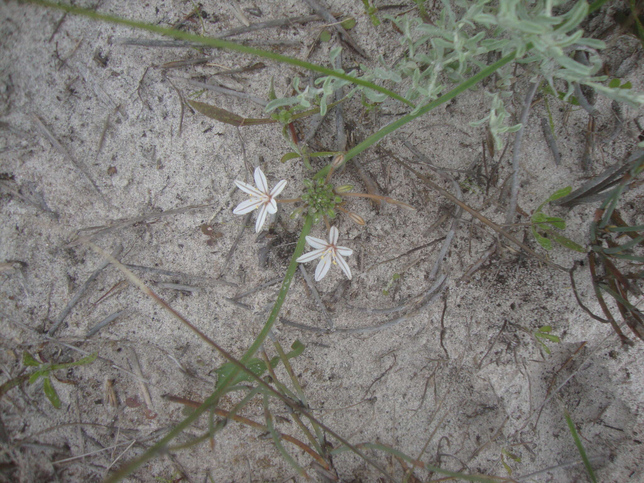 Image of Trachyandra hispida (L.) Kunth