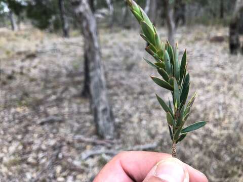 Image of Styphelia viridis subsp. breviflora (Benth.) J. M. Powell