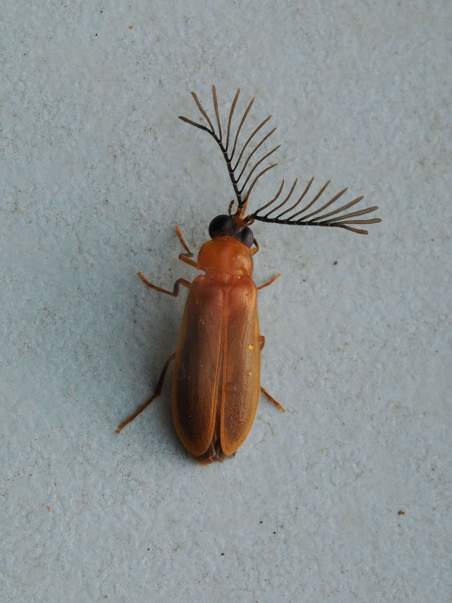 Image of Stenocladius bicoloripes Pic 1918