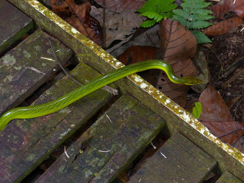 Plancia ëd Gonyosoma oxycephalum (F. Boie 1827)