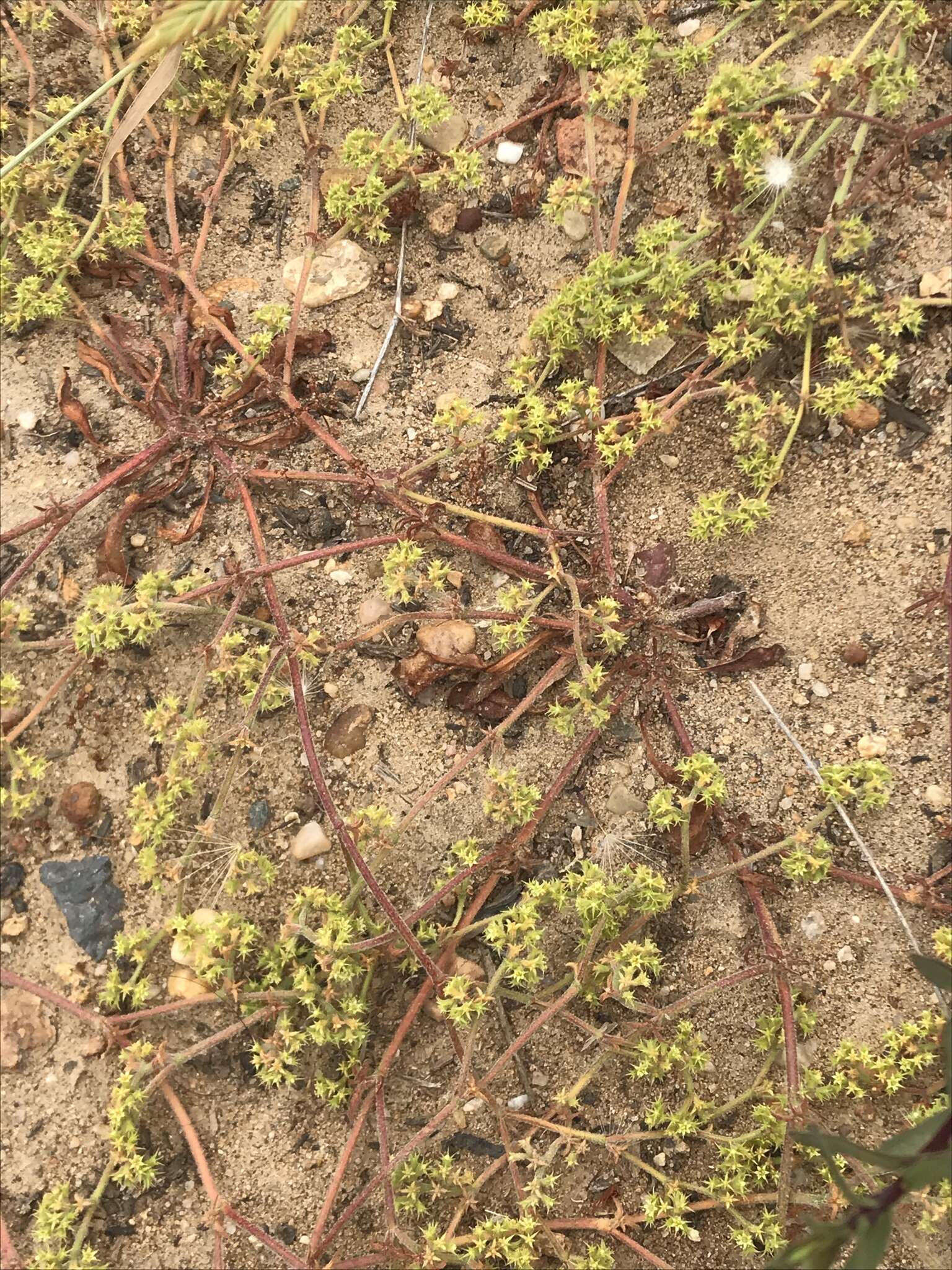 Image of prostrate spineflower