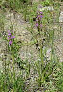 Image de Dactylorhiza iberica (M. Bieb. ex Willd.) Soó