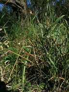 Image of Carousel spider orchid