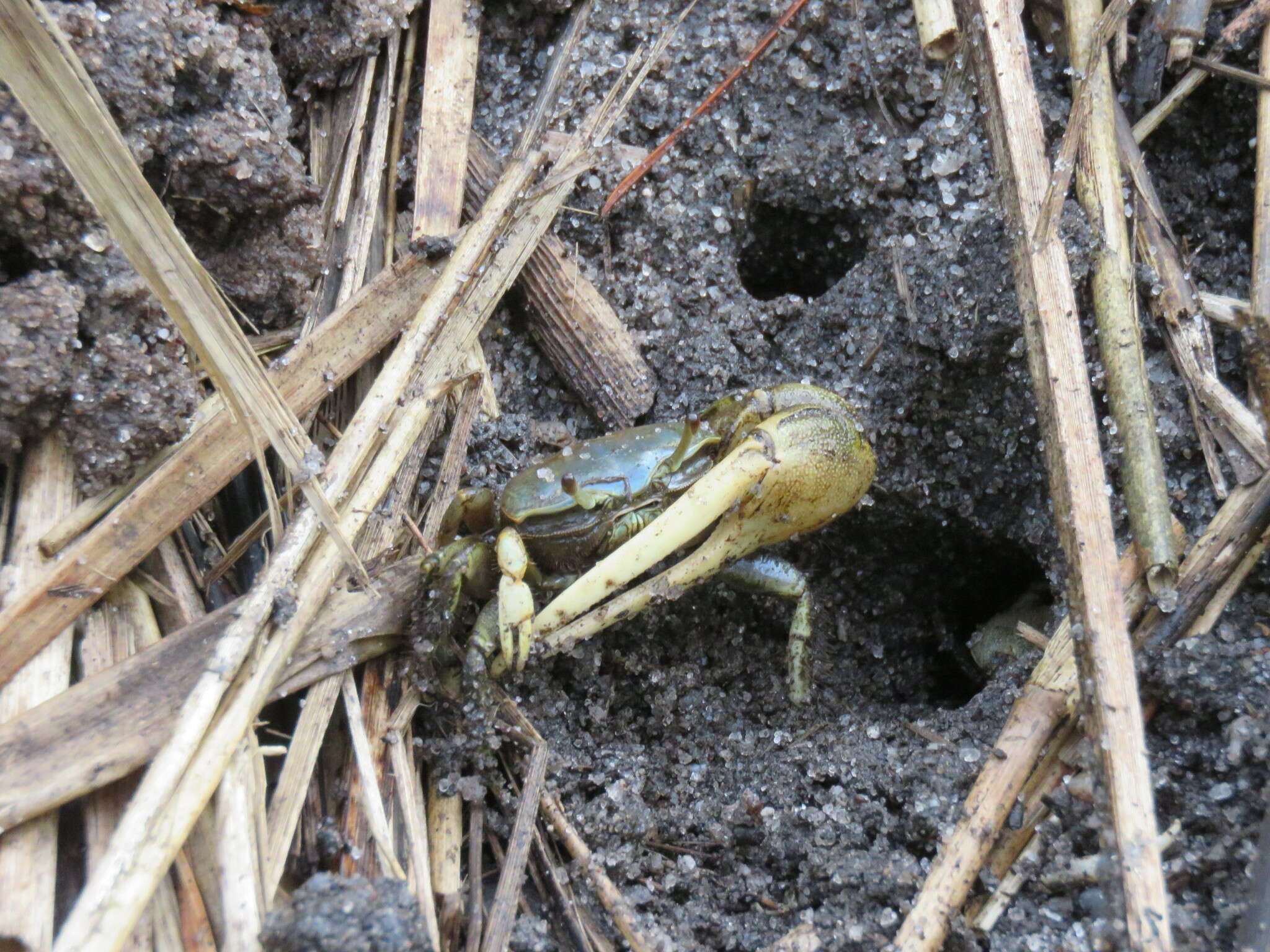 Image of Atlantic Marsh Fiddler Crab