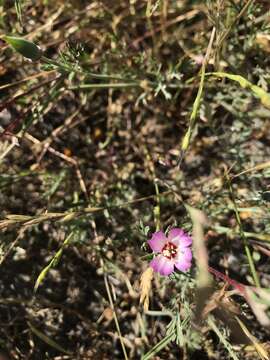 Plancia ëd Clarkia franciscana H. Lewis & Raven