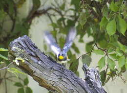 Image of Myrtle Warbler