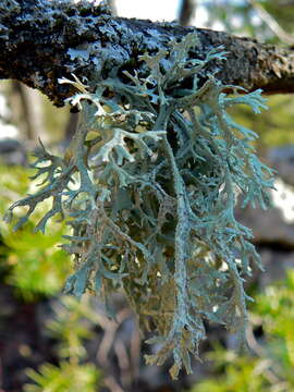 Image of ring lichen