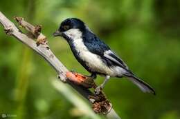 Image of White-naped Tit