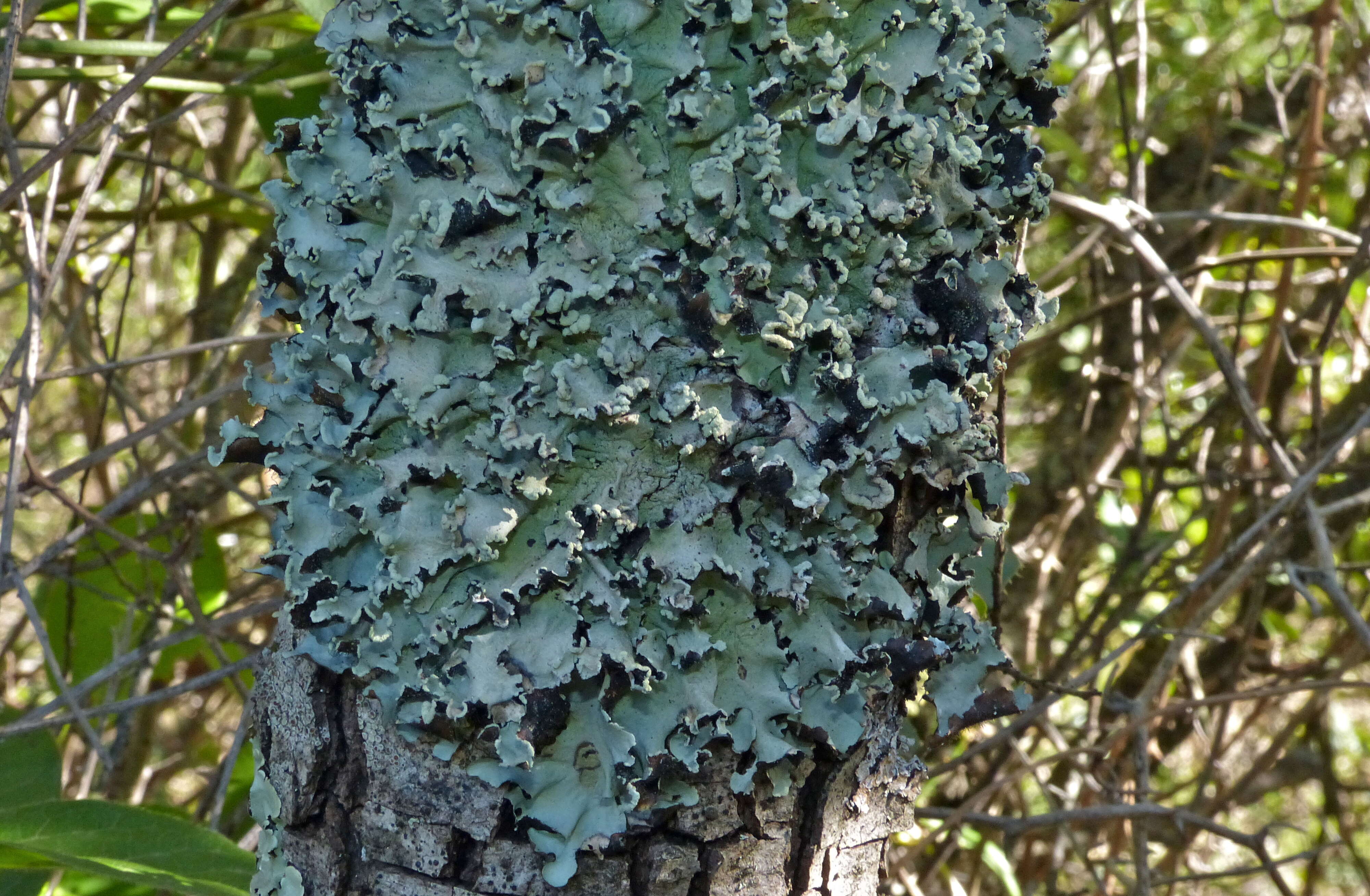 Image of Black stone flower