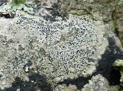 Image of disc lichen