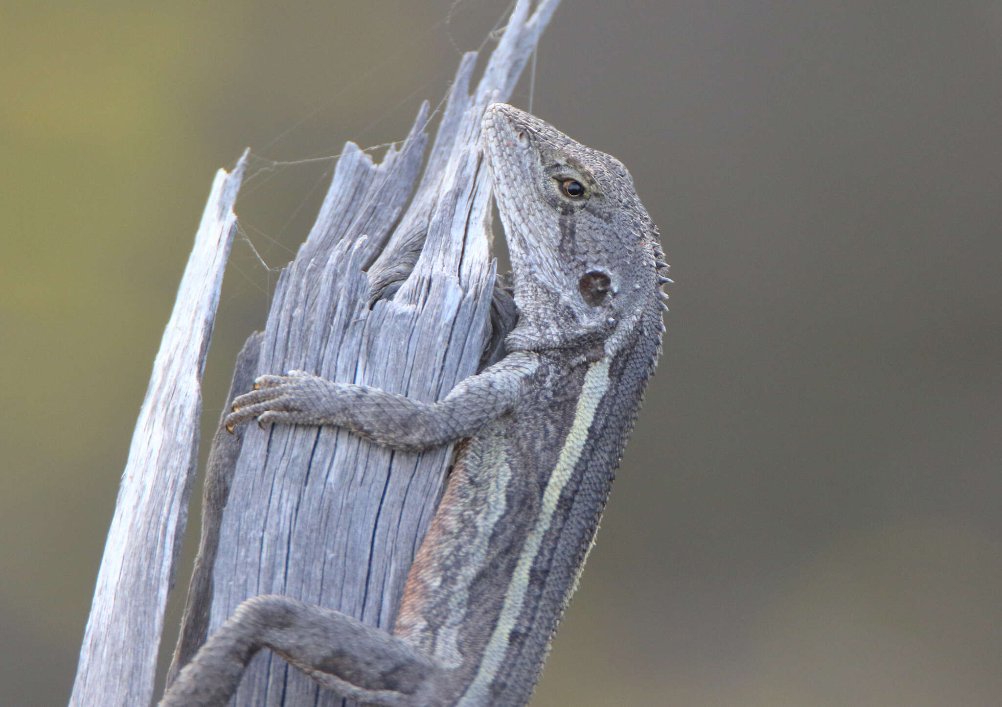 Image of Nobbi Lashtail