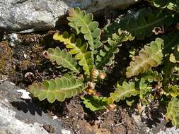 Plancia ëd Asplenium ceterach L.