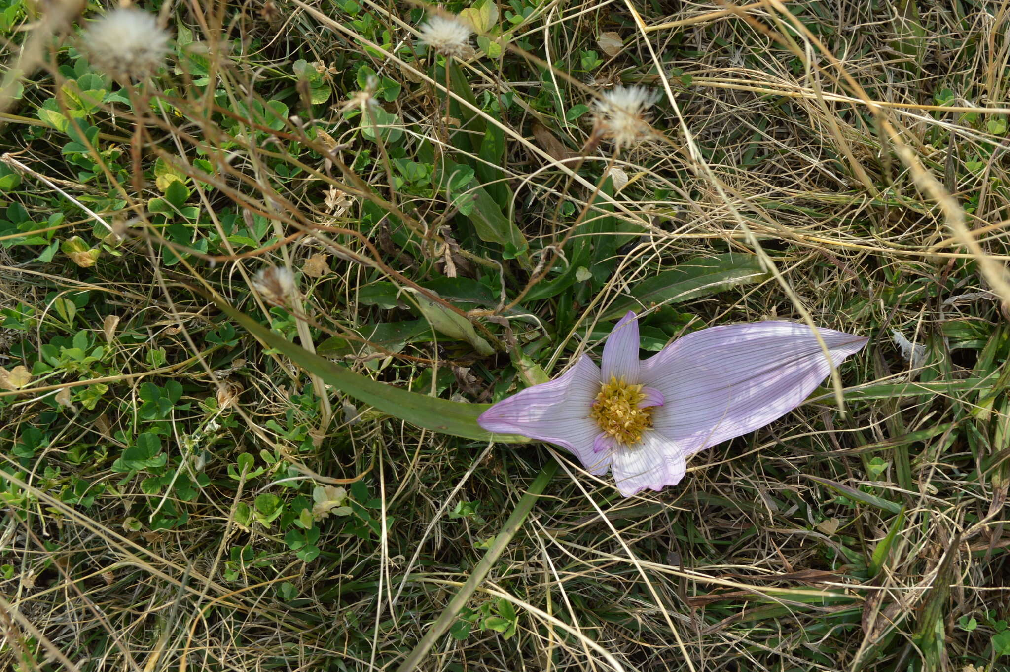 Image of Colchicum melanthioides subsp. melanthioides