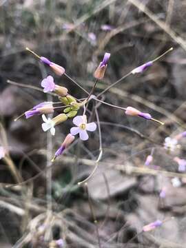 Image of Boechera porphyrea (Wooton & Standl.) Windham, Al-Shehbaz & P. Alexander