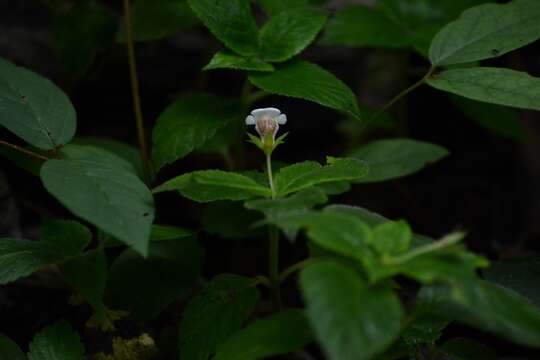 Image of Achimenes misera Lindl.