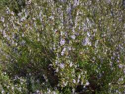 Image of Rosemary