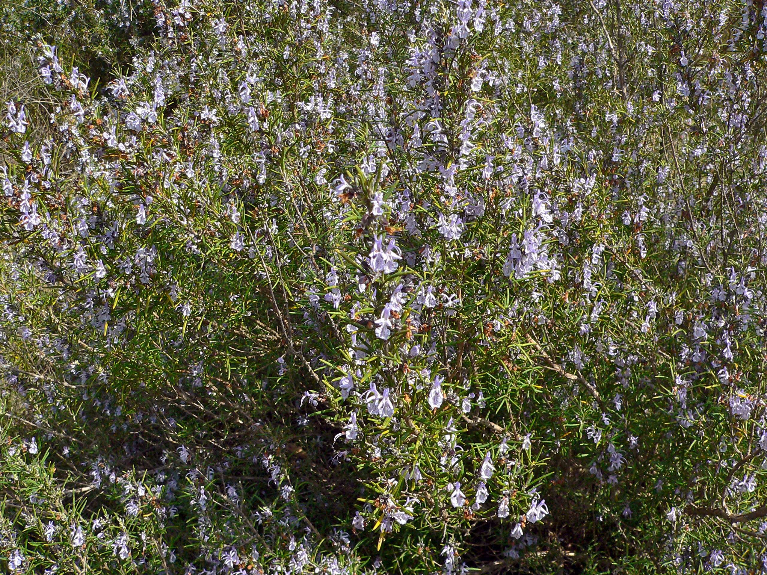 Image of Rosemary