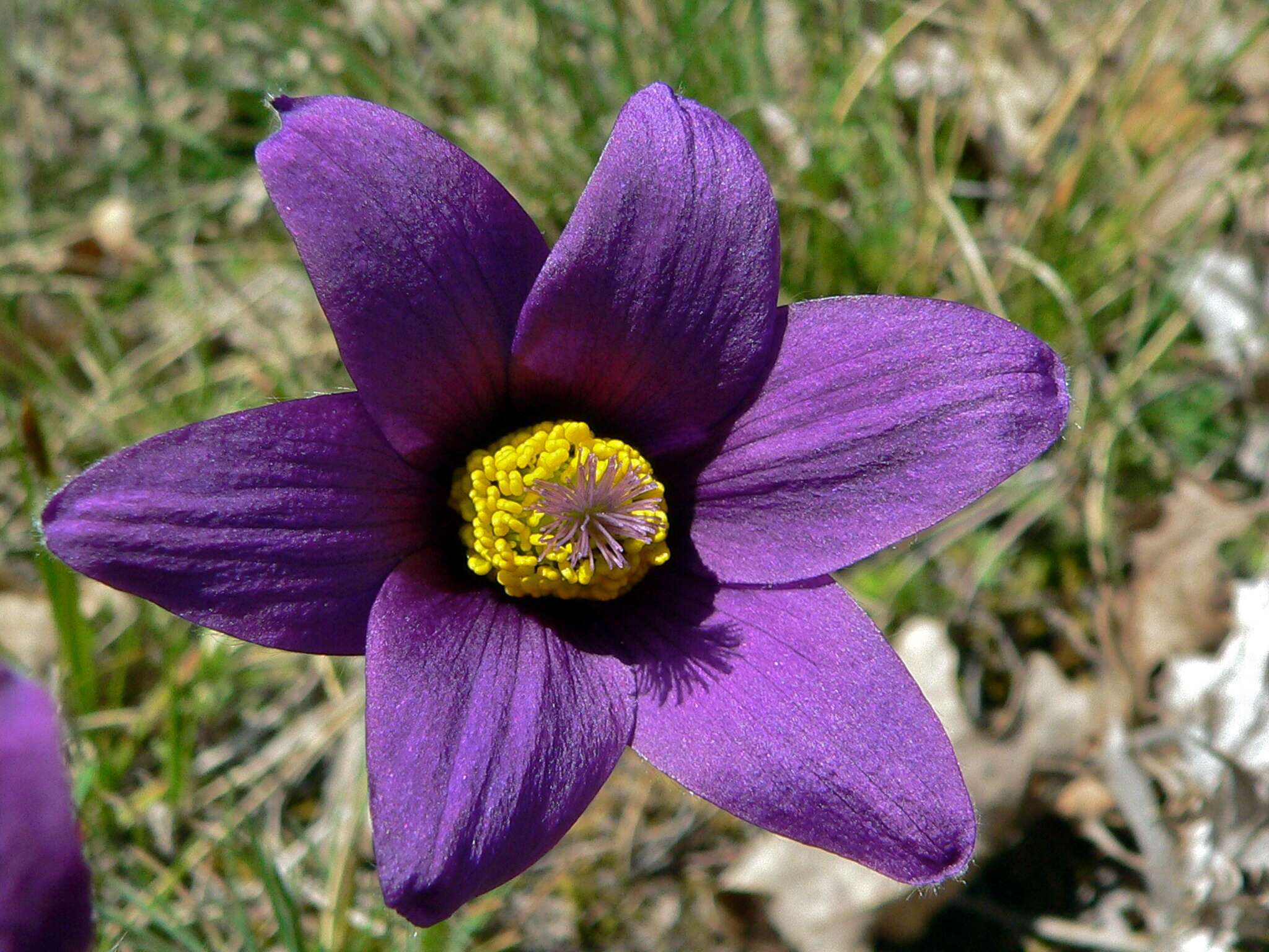 Imagem de Pulsatilla vulgaris Miller