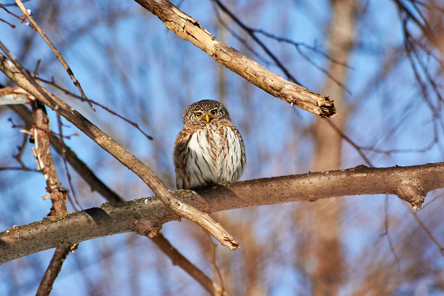 Image of Eurasian Pygmy Owl