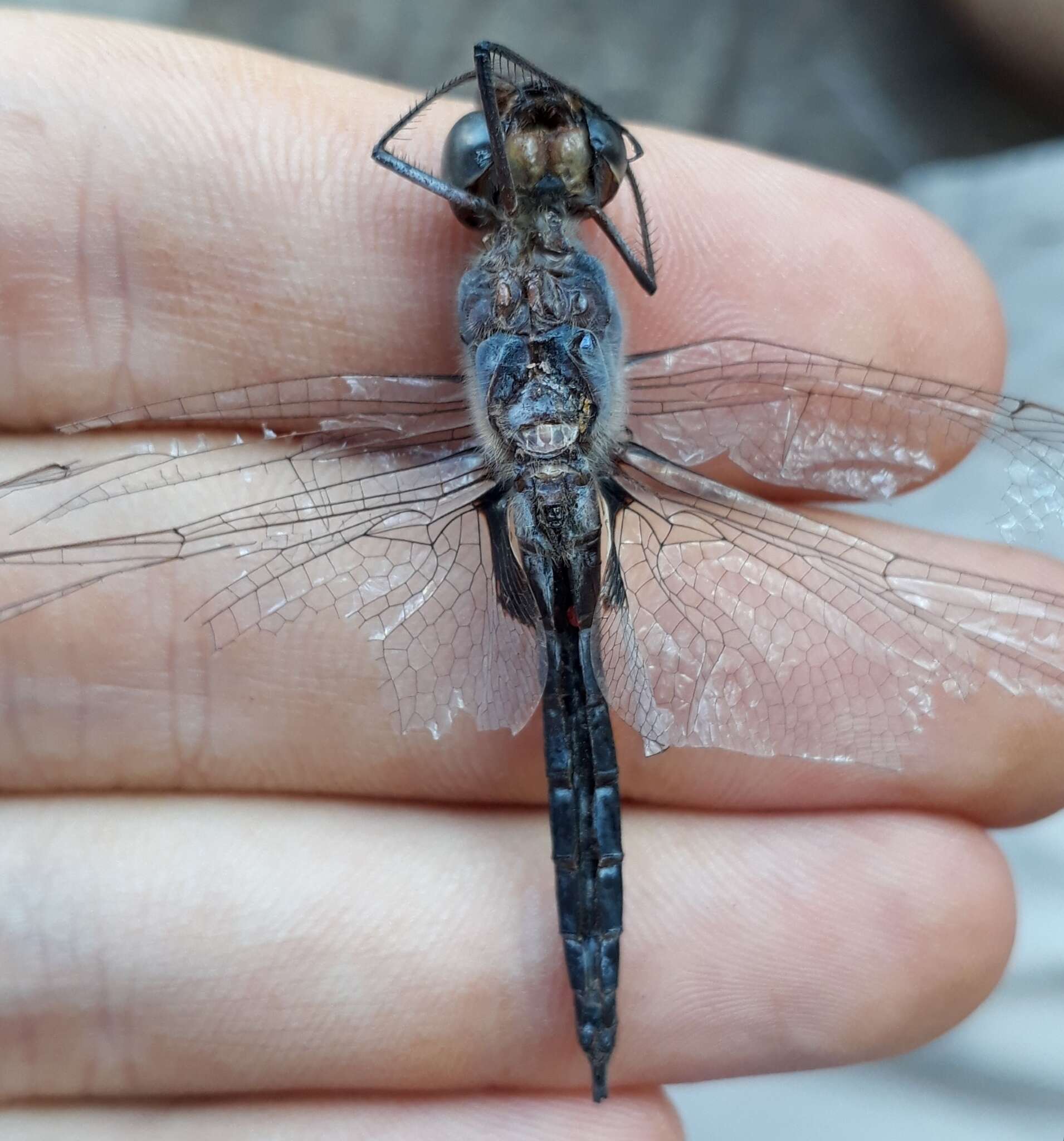 Tramea binotata (Rambur 1842) resmi