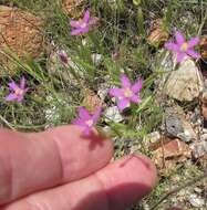 Image of Lady Bird's centaury