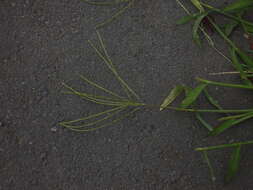 Image of hairy crabgrass