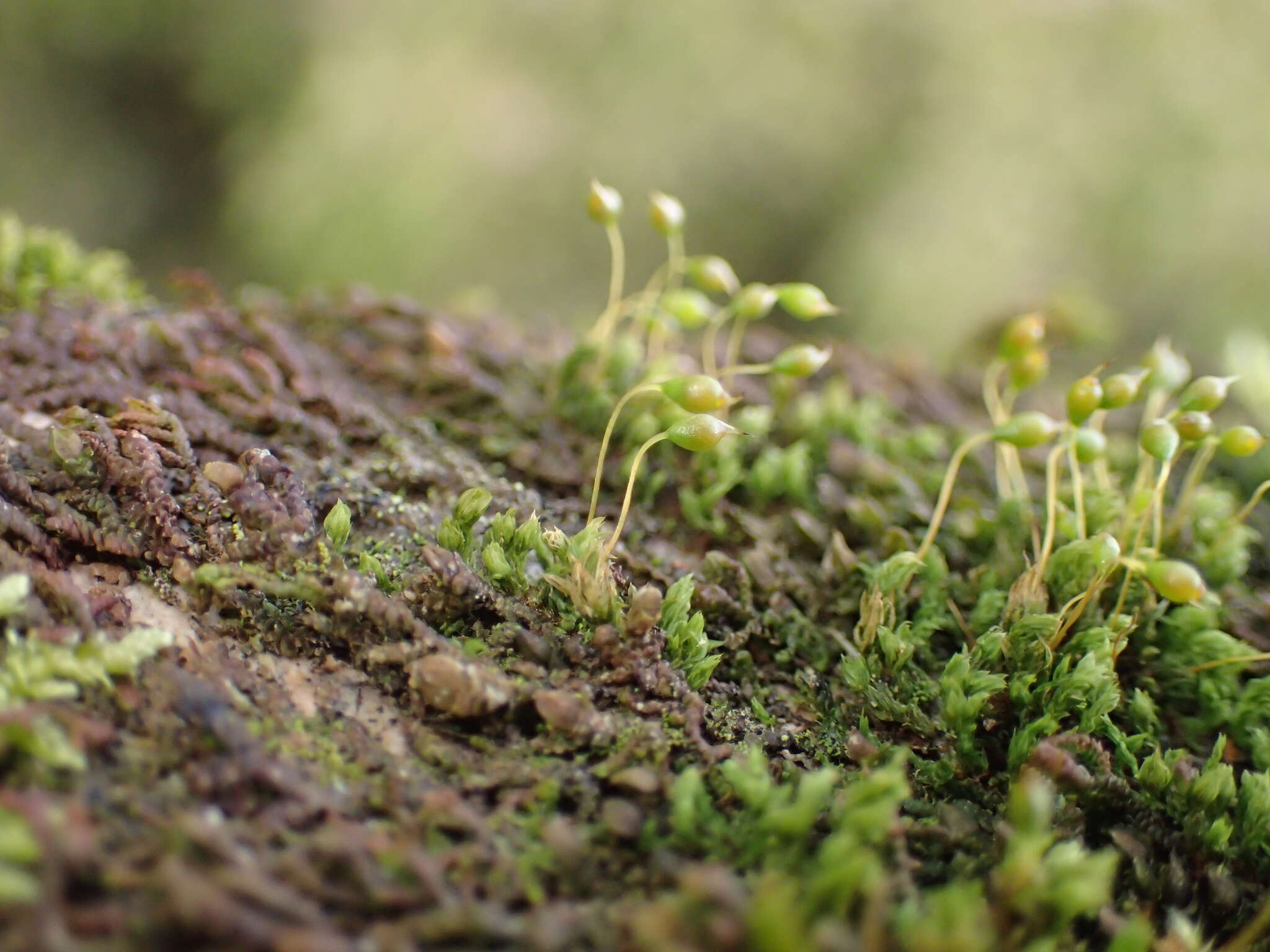 Image of zygodon moss