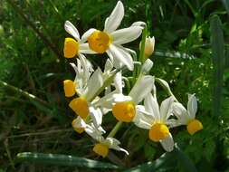 Image of cream narcissus