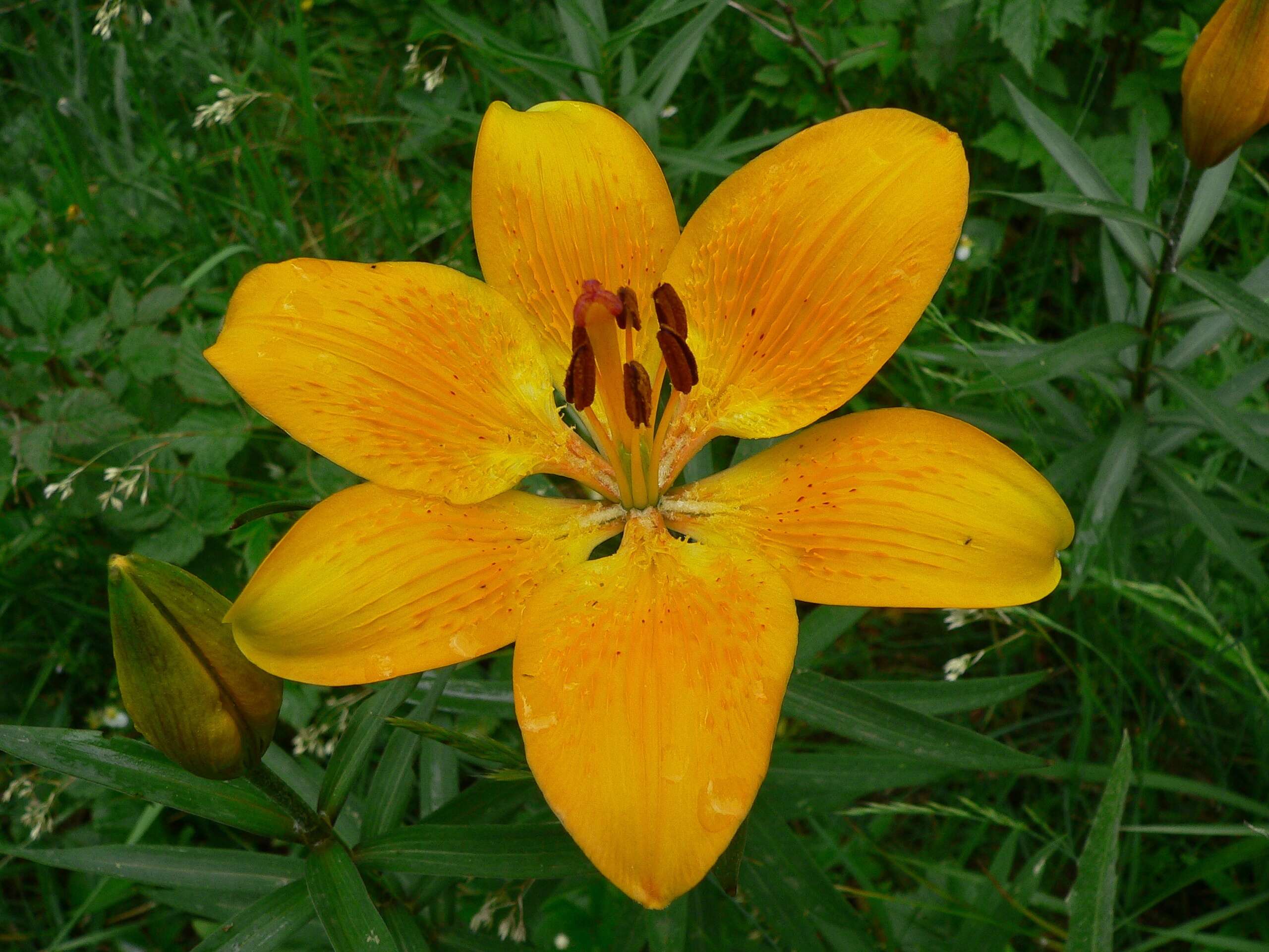 Image of orange lily