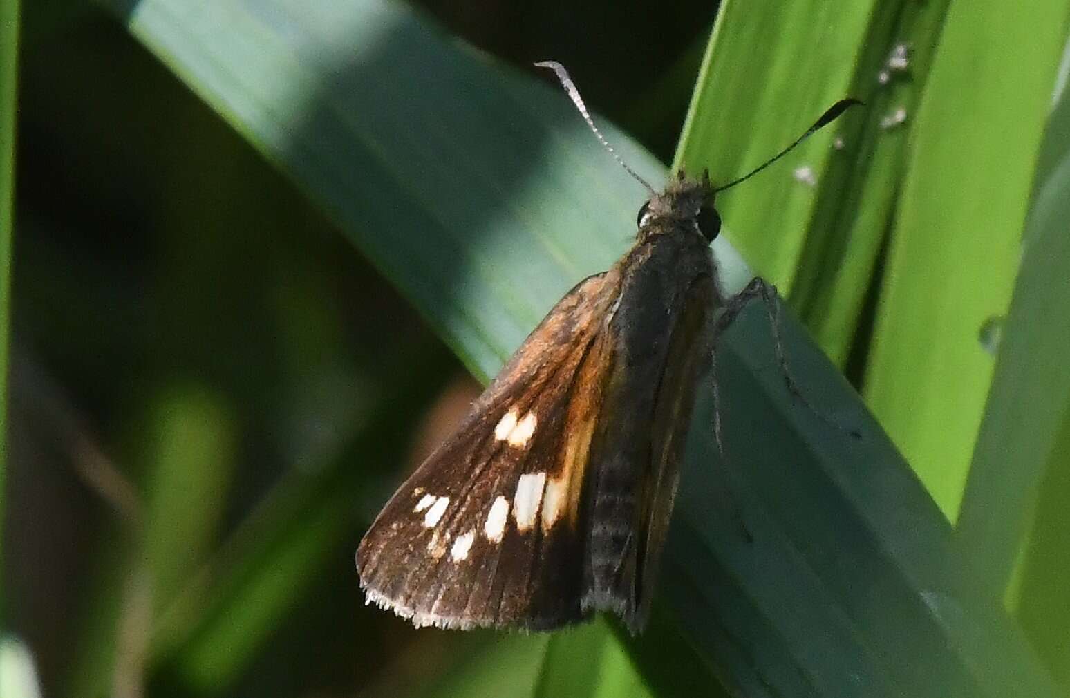 Image of Broad-winged Skipper