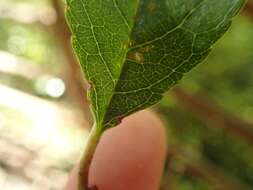 Prunus buergeriana Miq. resmi