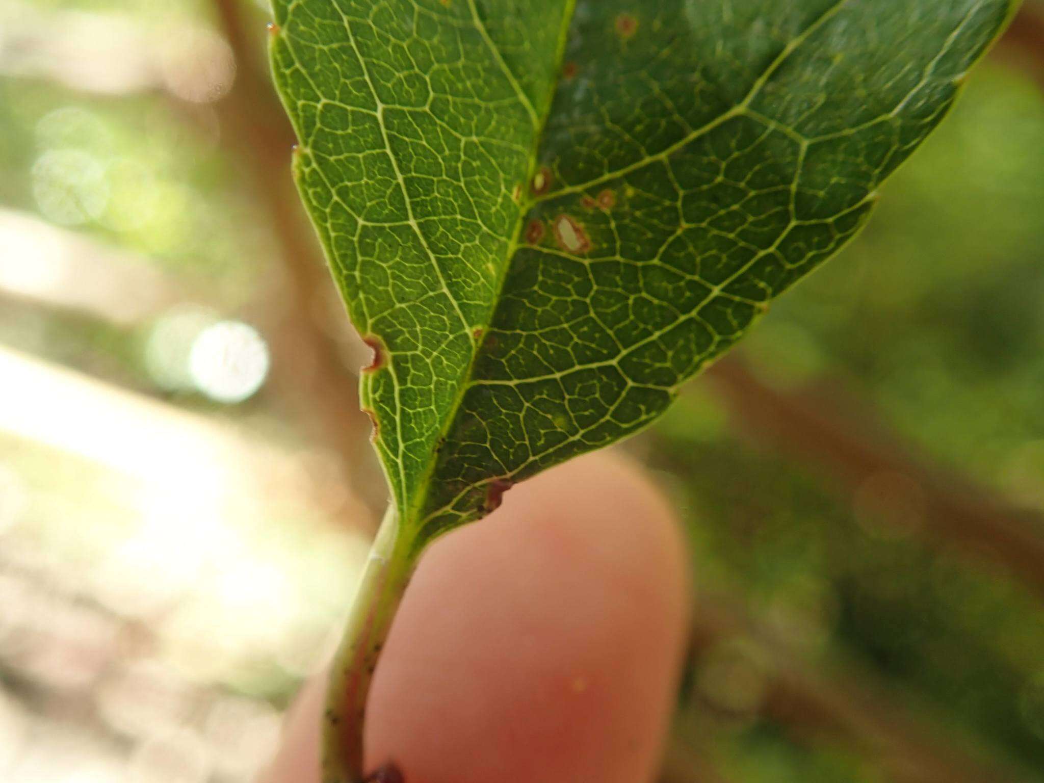 Imagem de Prunus buergeriana Miq.