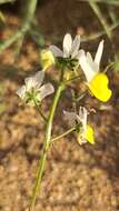 Image of Nemesia anisocarpa E. Mey. ex Benth.