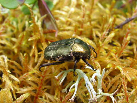 Image of Protaetia (Potosia) cuprea metallica (Herbst 1782)