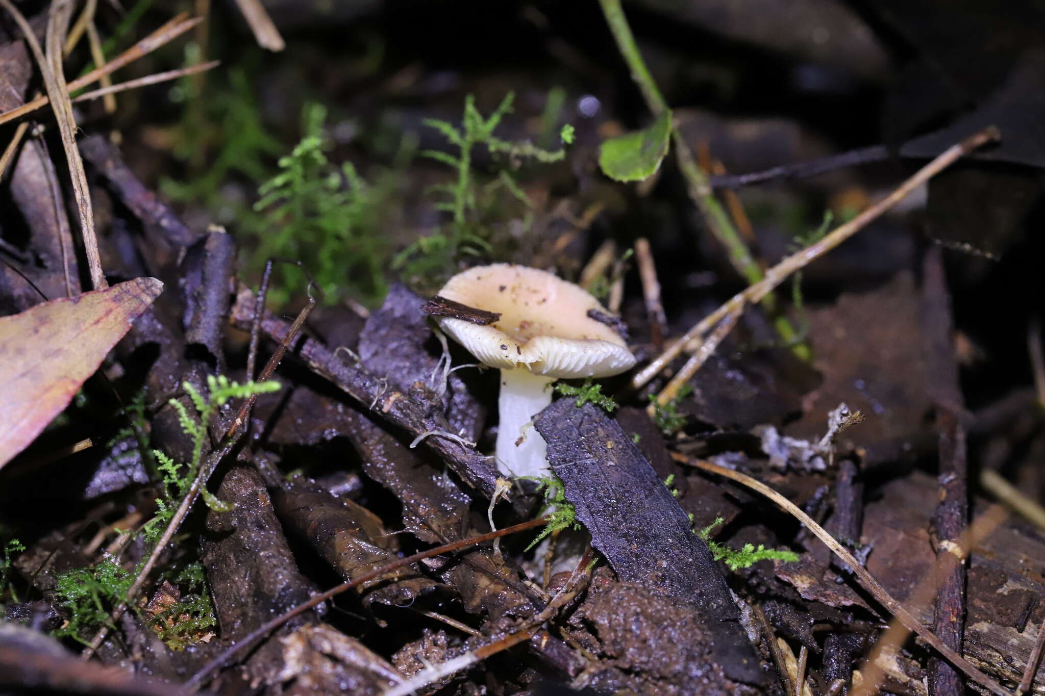 Image of Russula marangania Grgur. 1997