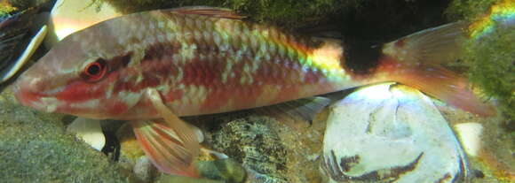 Image of Blacksaddle goatfish