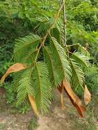 Image of Albizia polyphylla E. Fourn.