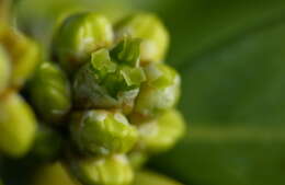 Image of Buxus sempervirens