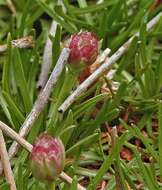 Image of Armeria maritima subsp. andina (Poeppig ex Boiss.) D. M. Moore & Yates