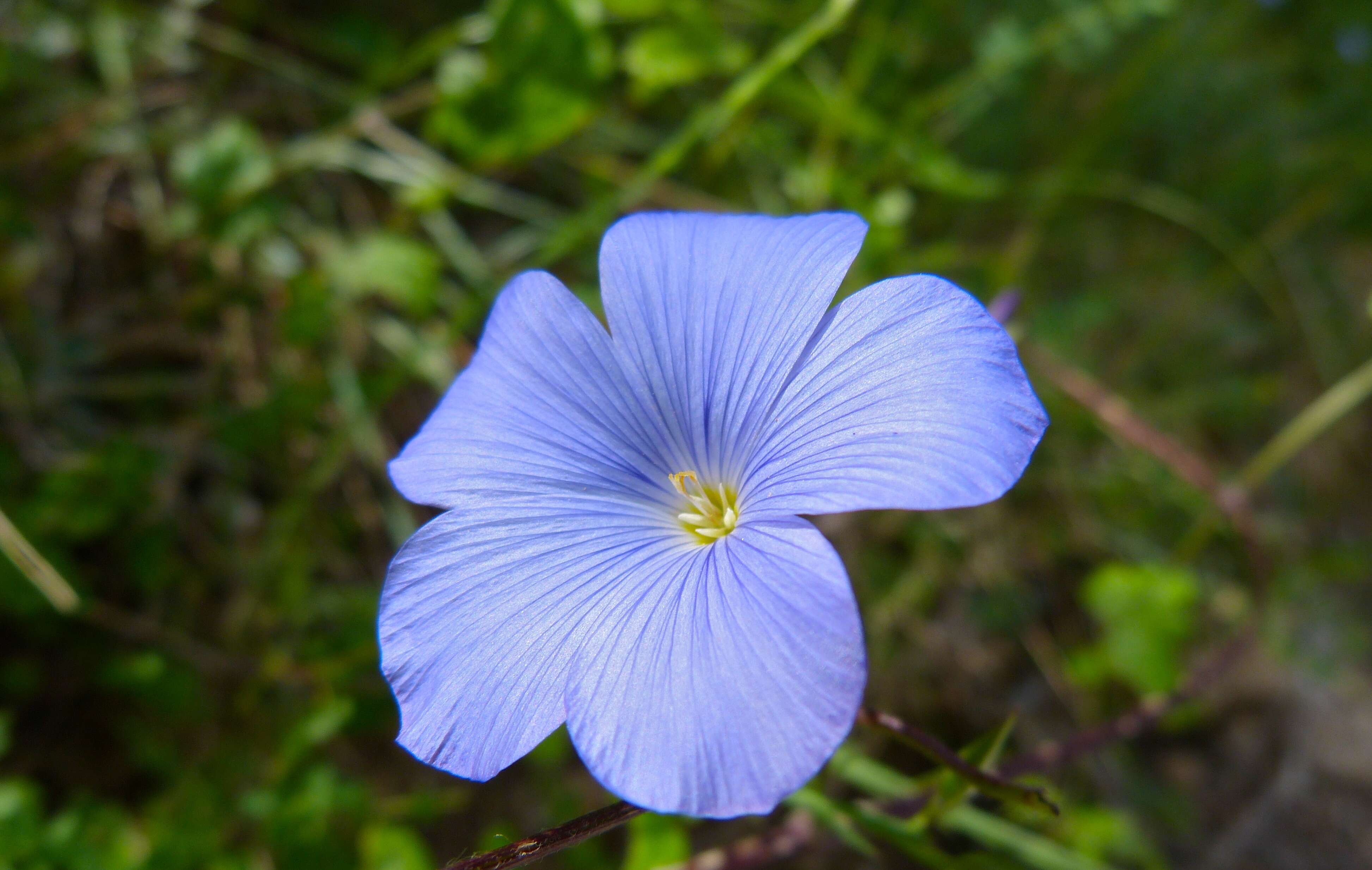 Image of Blue flax