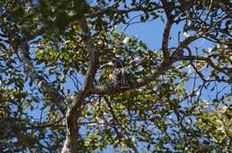 Image of African Grey Hornbill