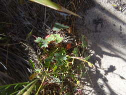 Image of Pelargonium tabulare (Burm. fil.) L'Her.