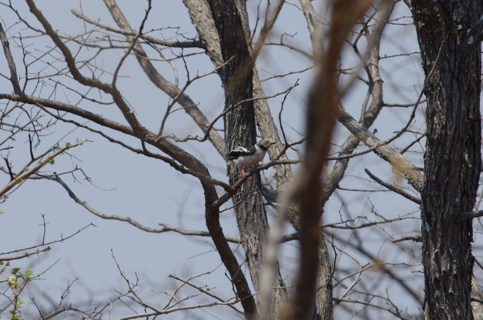 Image of White Helmet Shrike